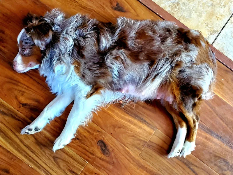 CopperHead Aussies photo 1