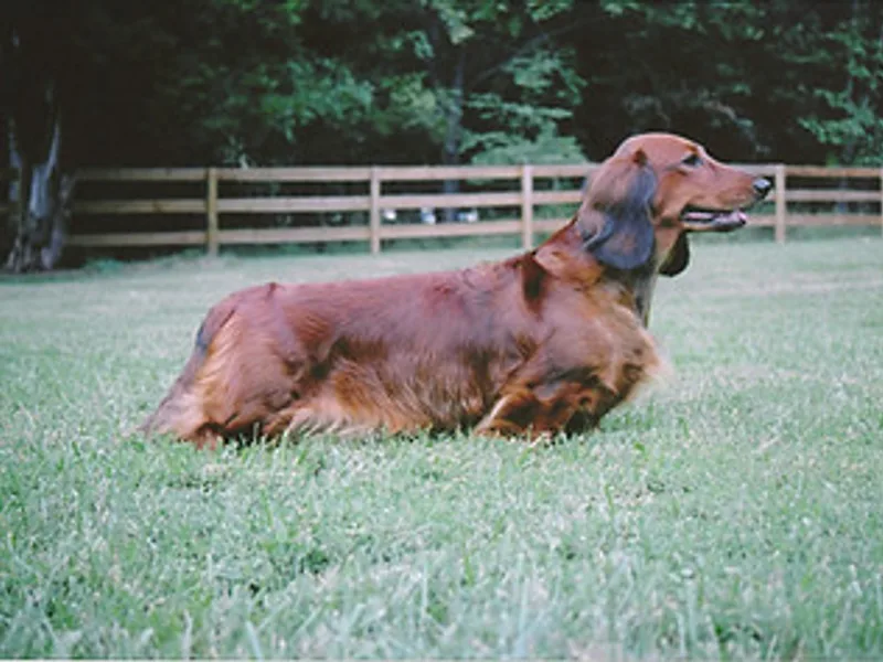 CopperHill Dachshunds