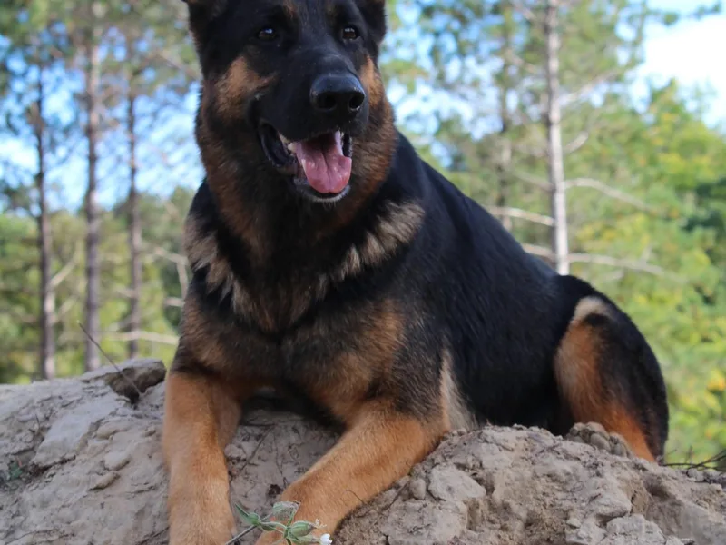 Coppermoon German Shepherds