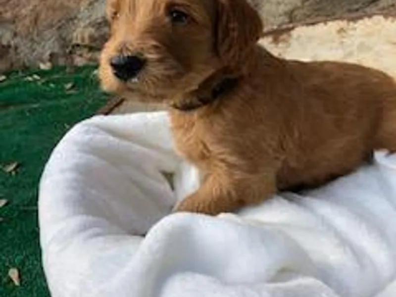 Coppers Mountain Goldendoodles