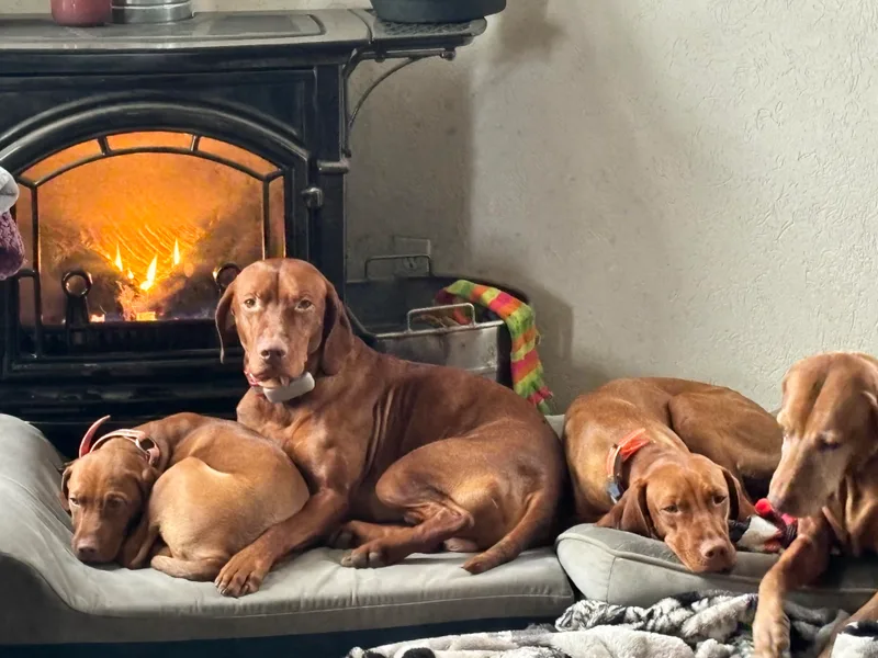 Coppersage Vizslas