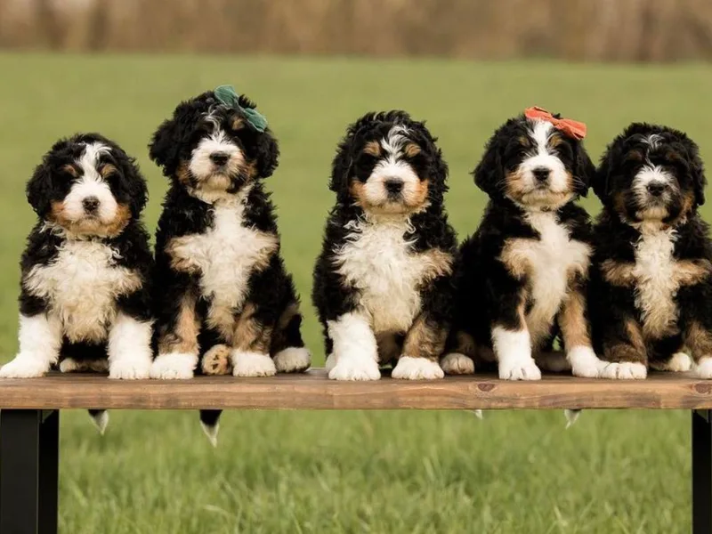 Copperstone Bernedoodles photo 1