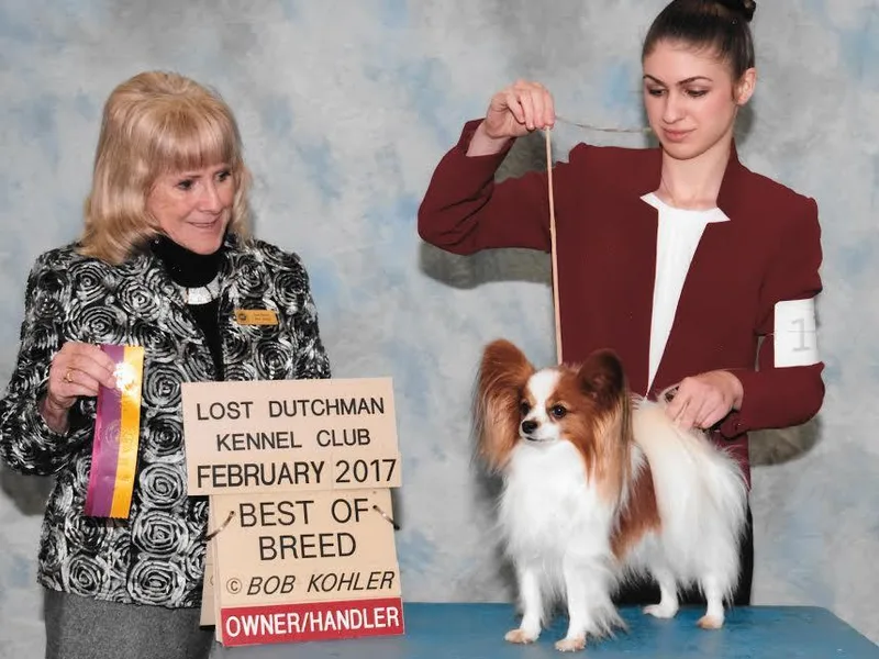 Coppertone Papillons