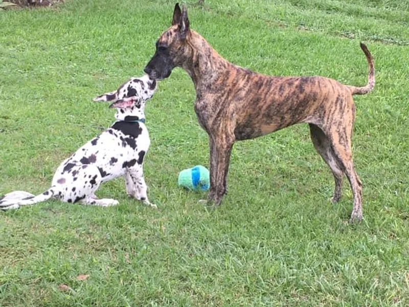 Coquina Great Danes