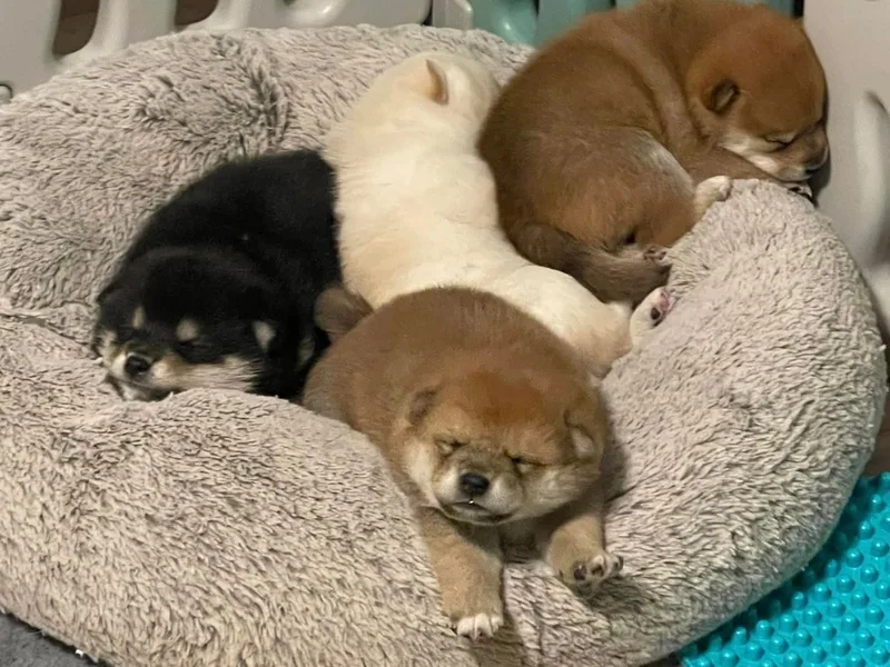 Coquina Shibas/Krissy Stanford