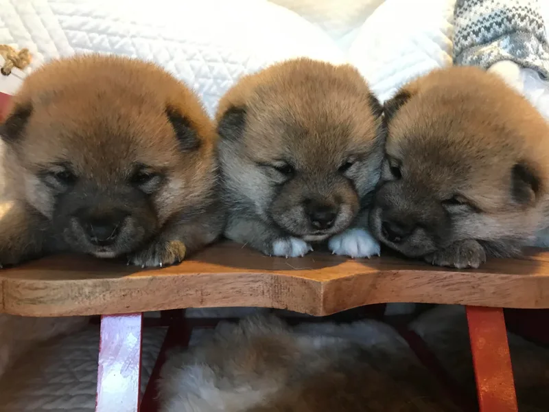 Coquina Shibas