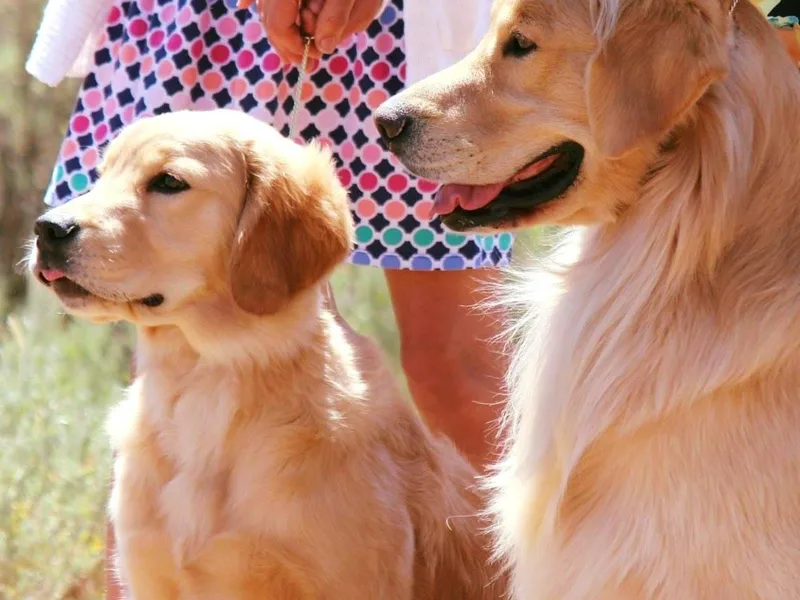 Cor Auri Golden Retrievers