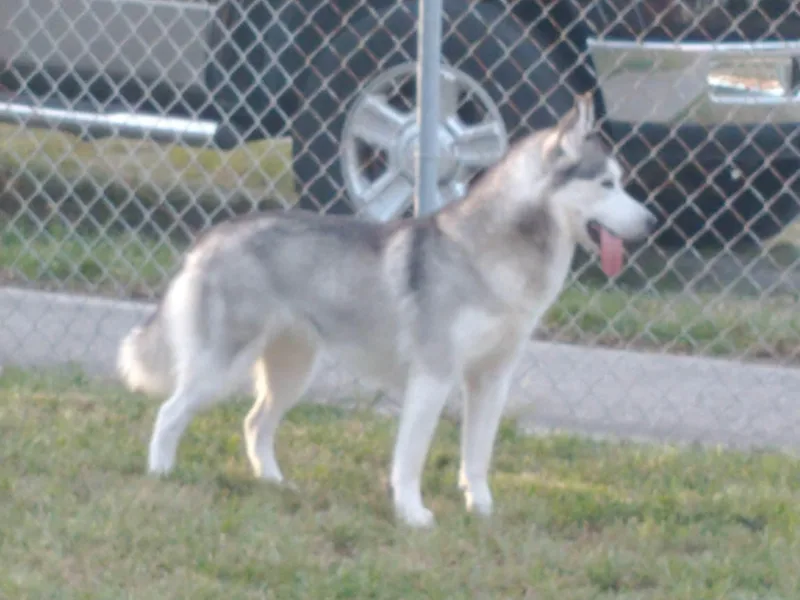 Coral Gables Siberians