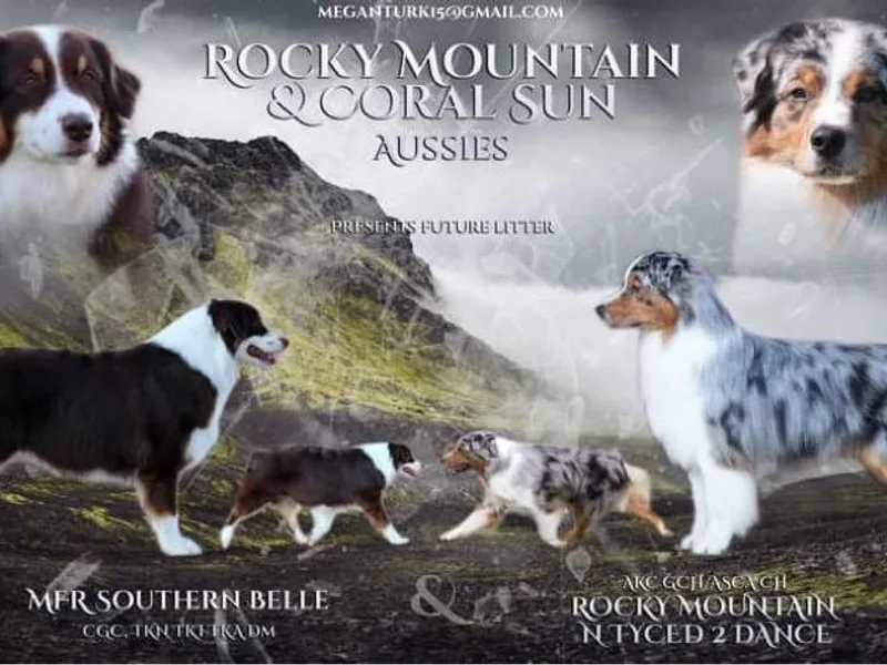 Coral Sun Aussies