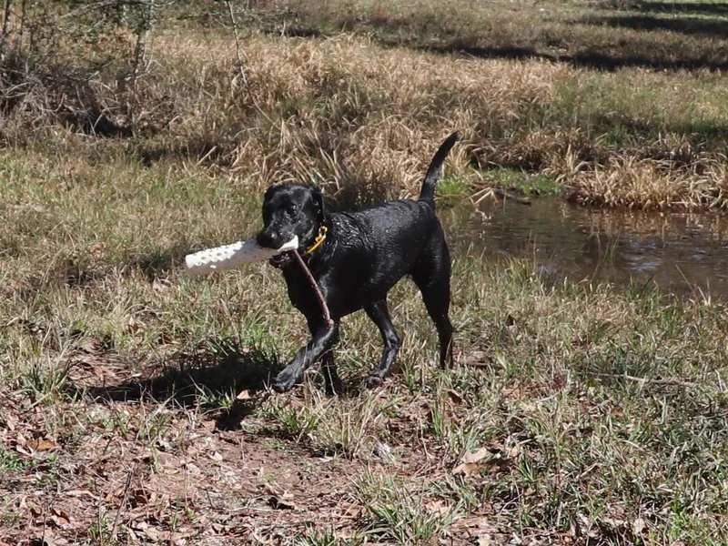 Coram Deo Retrievers photo 1