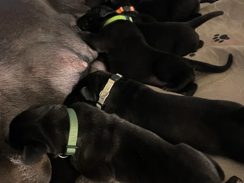 Corazon Azul Great Danes