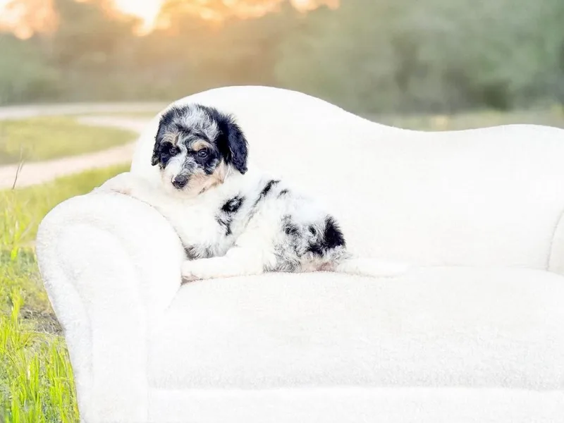 Corbin’s Southern Curl’s