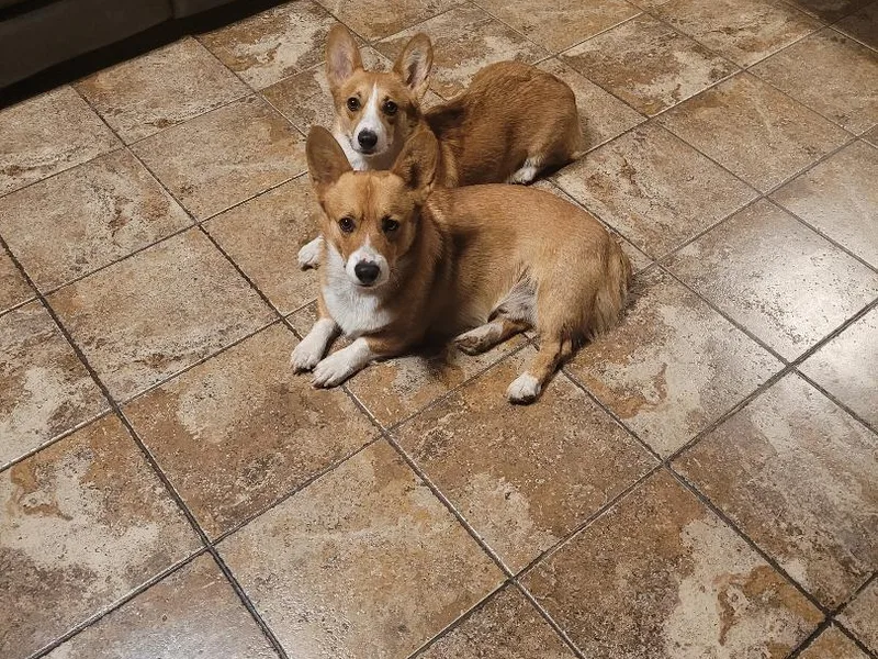 Cordial Corgies