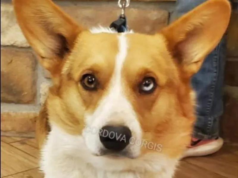 Cordova Corgis
