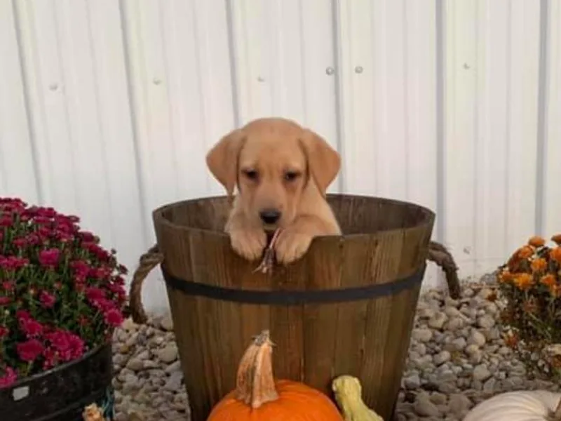 Cordrays Raise-N-Hell Kennels