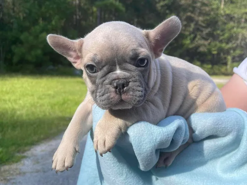 Coressa’s Frenchies