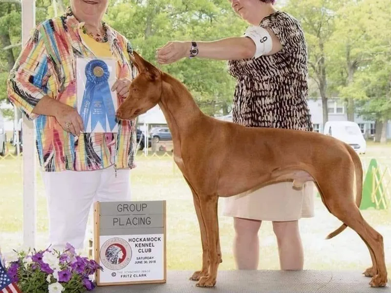Corey Heenan's Pharaoh Hounds &amp; WHippets photo 1