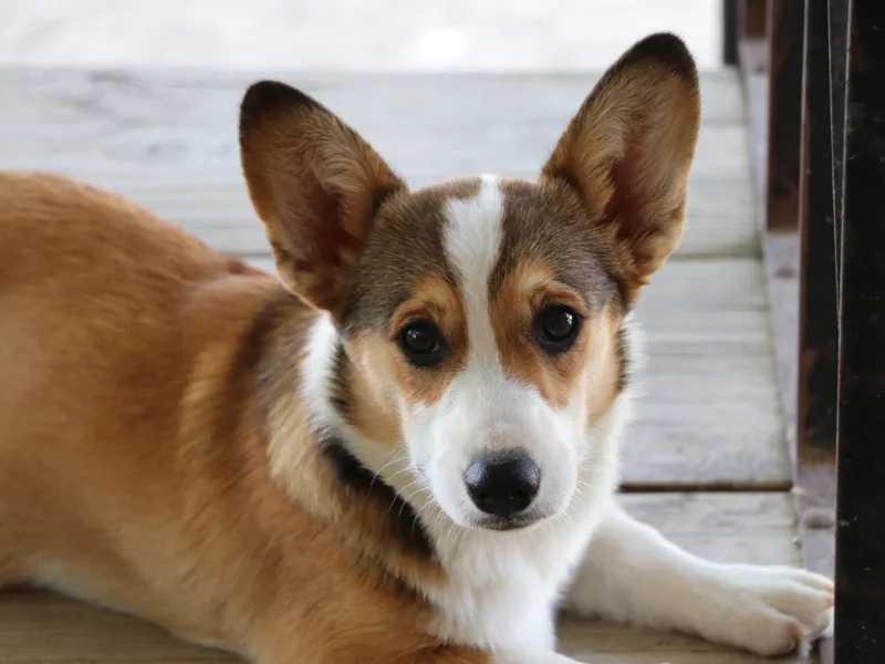 Corgi Connection of Central Texas