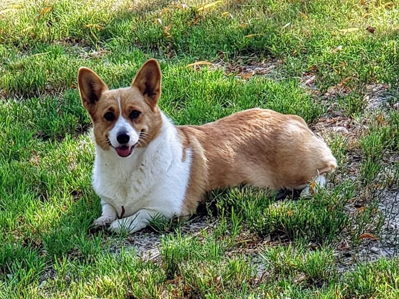 Corgi Corral photo 1