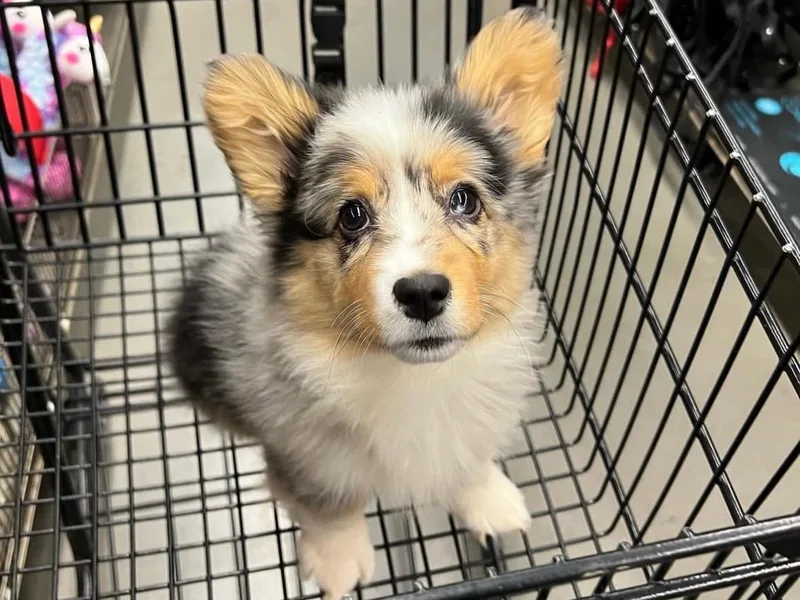 Corgi Craze Breeding &amp; Therapeutic Services