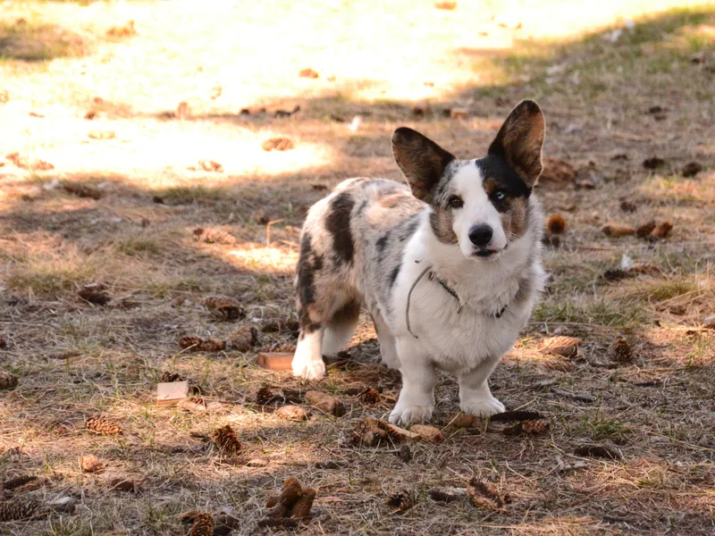 Corgi Gardens