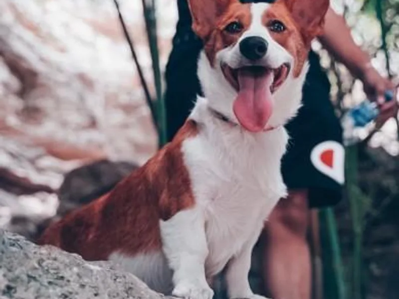 Corgi Lodge photo 1