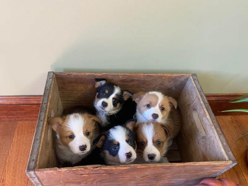 Corgi Love (CLJ Corgis)