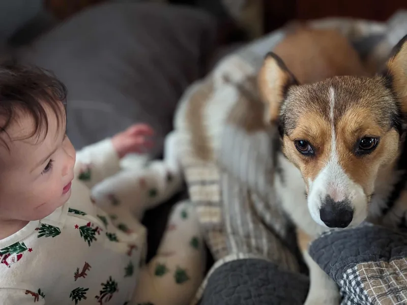 Corgi Noodles Garden