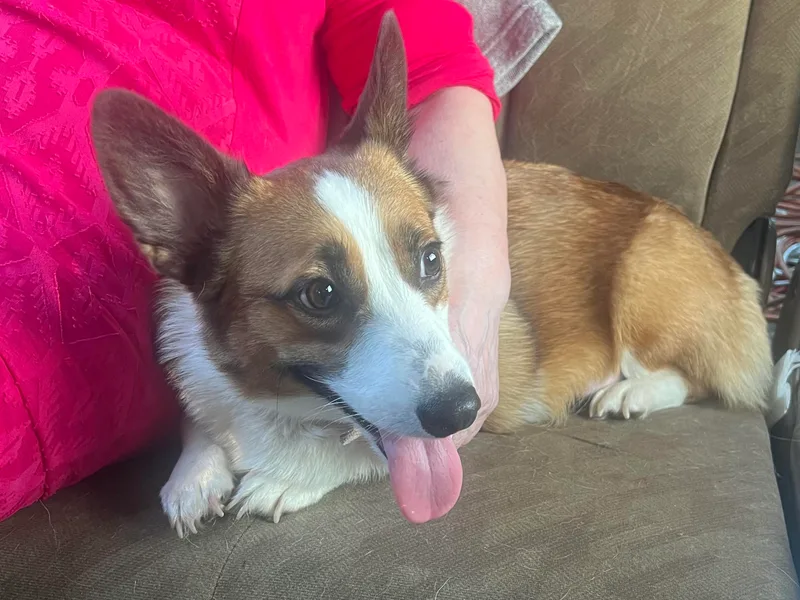 Corgie &amp; Cream Paradise