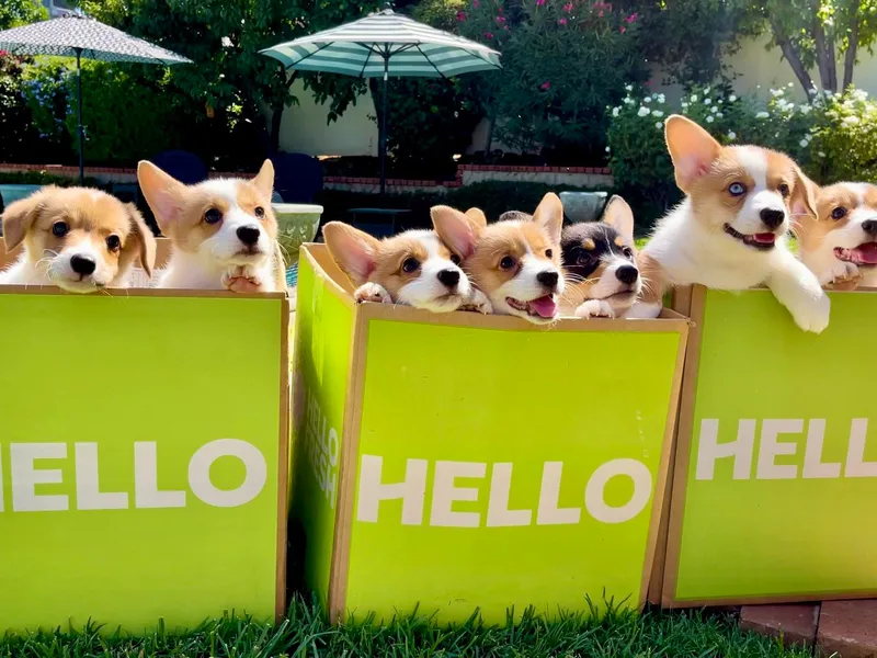 Corgipuppystore