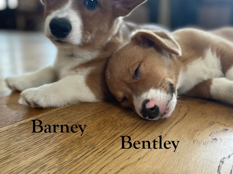 Corgis and Carriages