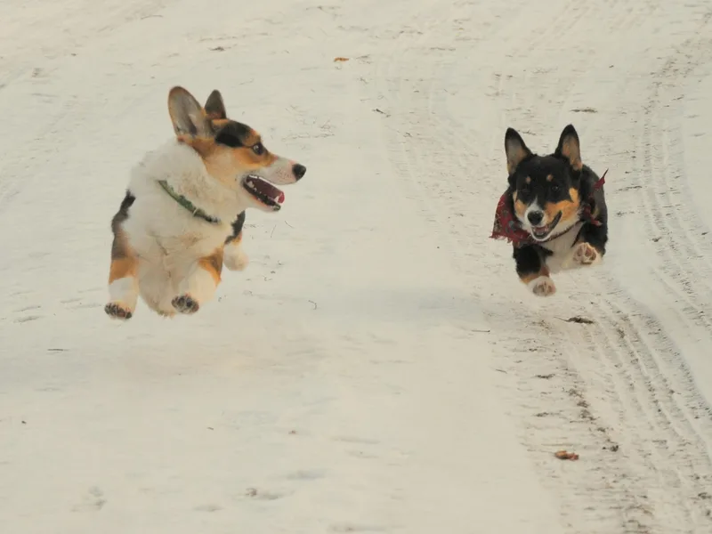 Corgis at Giblin Farms