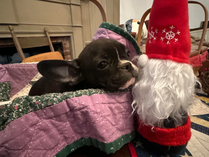 Corgis at the Jersey Shore/Frenchie Connection