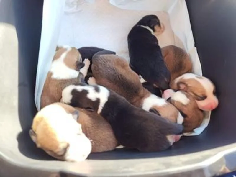 Corgis by Bri and She