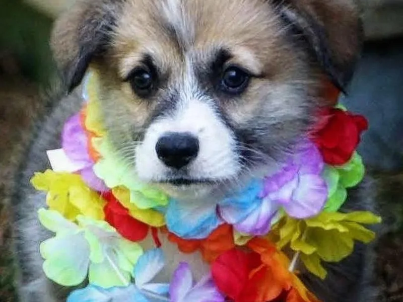 Corgis Hawaii Pleasantstone Aloha Corgis
