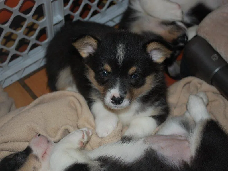 Corgis in a Blanket
