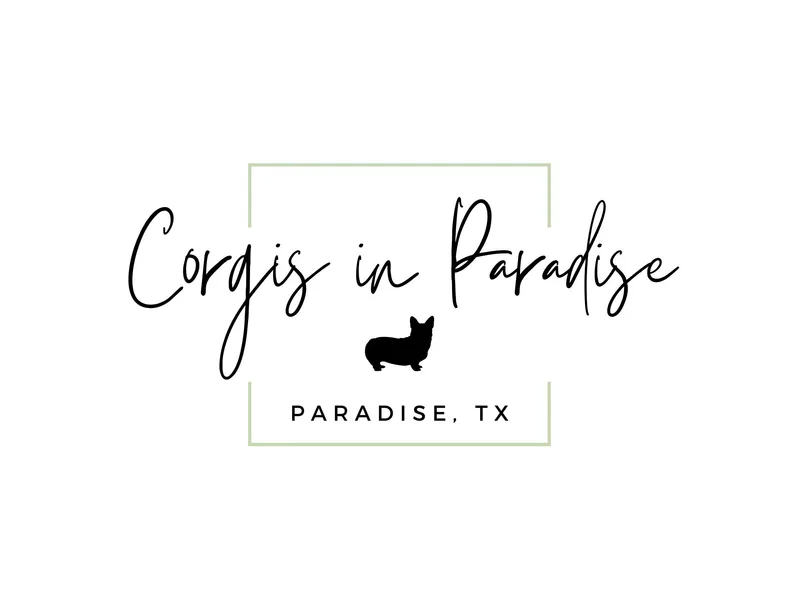 Corgis in Paradise