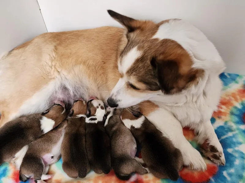 Corgis of Avalon