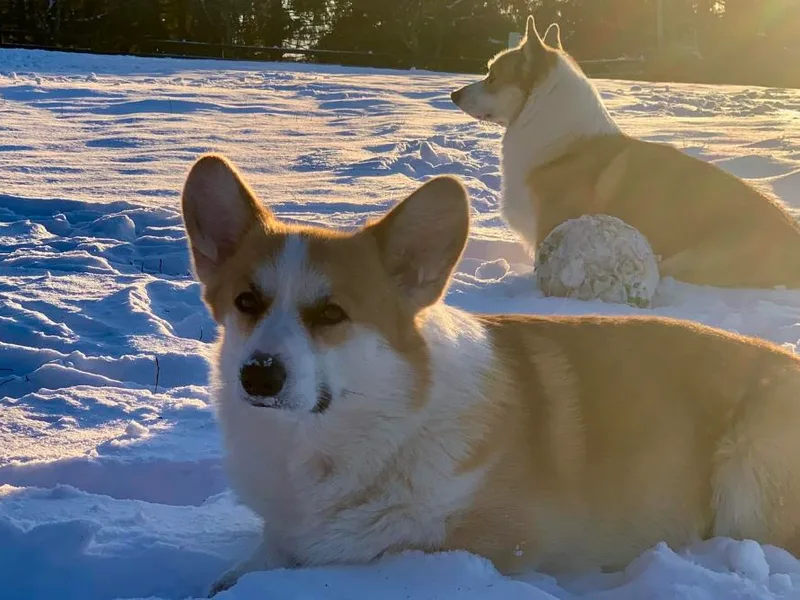 Corgis of Narnia