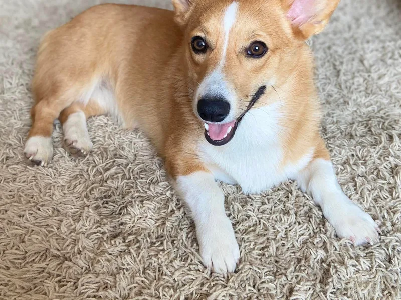 Corgis of Tricities
