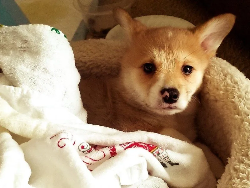 Corgis with Character