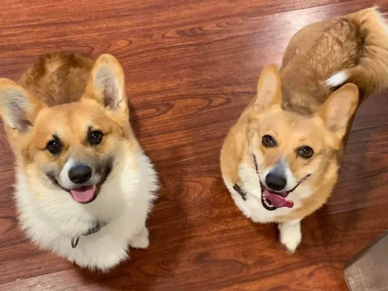 Corgis with Tails