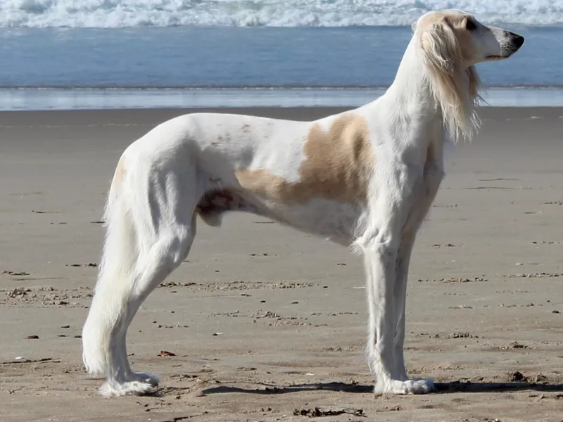 Cori's Saluki