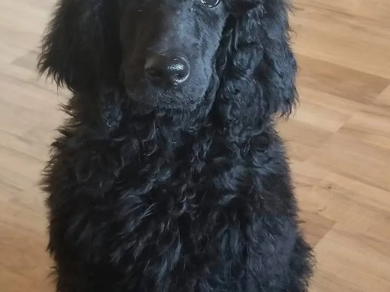Corinna's Poodles