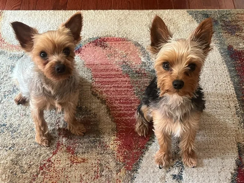 Corinne's Yorkshire Terriers