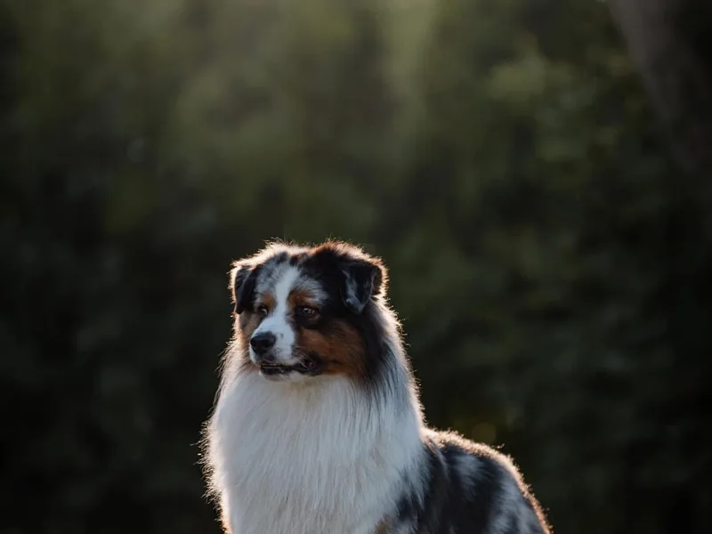 Cork Tree Australian Shepherds