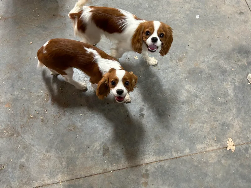 Corner house cavaliers