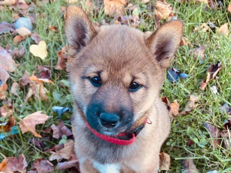 Cornerpost Shiba Inus photo 1