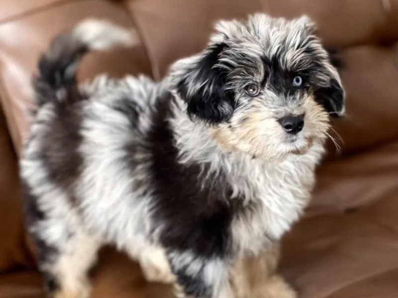 Cornerstone Aussiedoodle Dogs