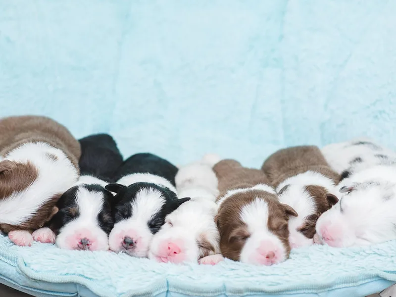 Cornerstone Australian Shepherds